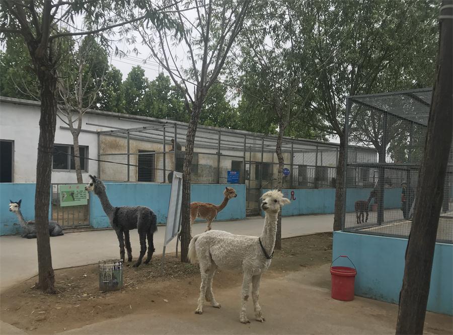天鵝湖風景區(qū)（泰山）速覽！(圖4)