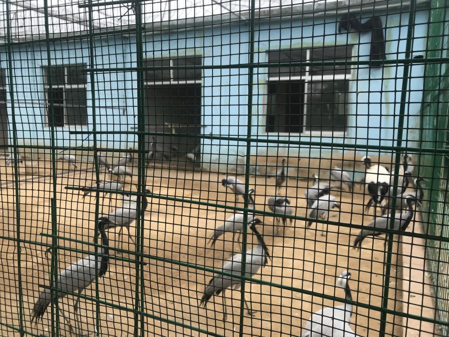 天鵝湖風景區(qū)（泰山）速覽！(圖5)