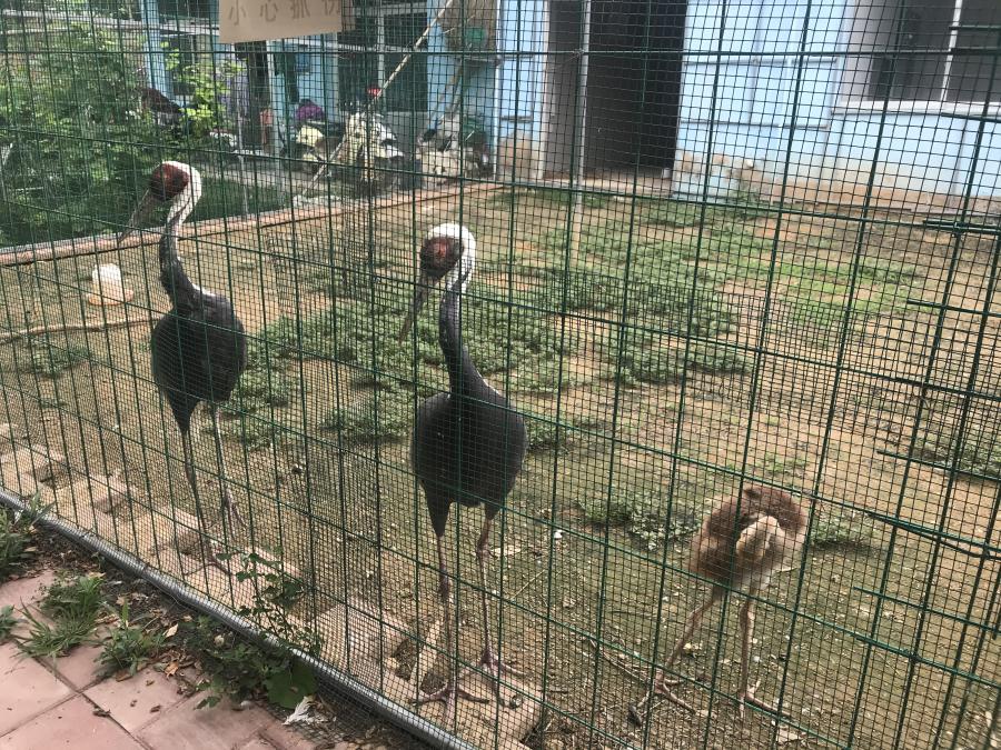 天鵝湖風景區(qū)（泰山）速覽！(圖6)