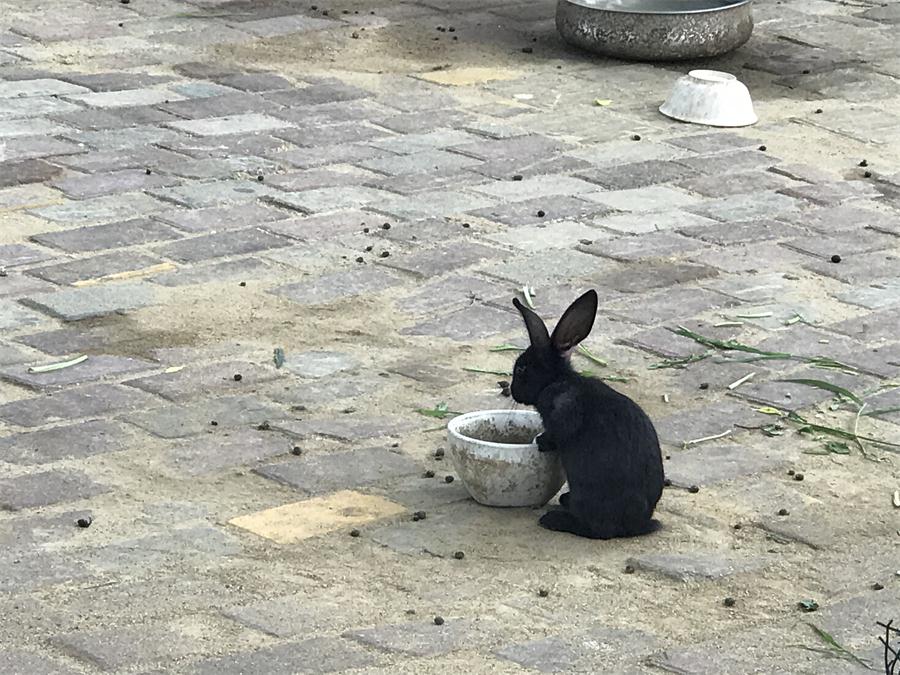 天鵝湖風景區(qū)（泰山）速覽！(圖7)