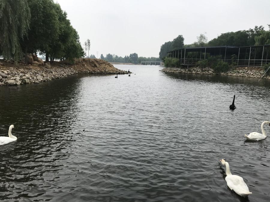 天鵝湖風景區(qū)（泰山）速覽！(圖14)