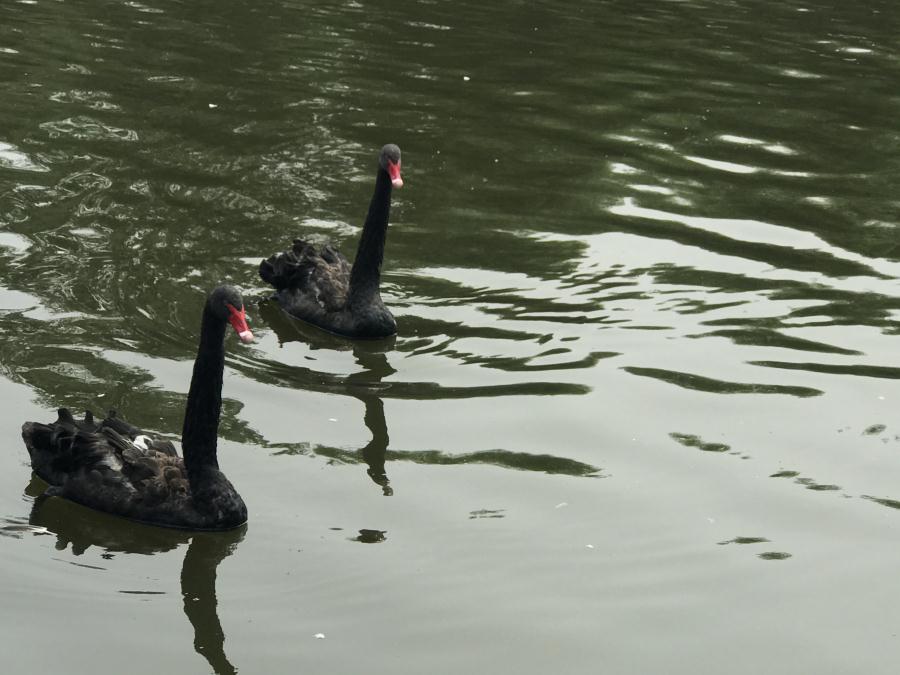 天鵝湖風景區(qū)（泰山）速覽！(圖13)