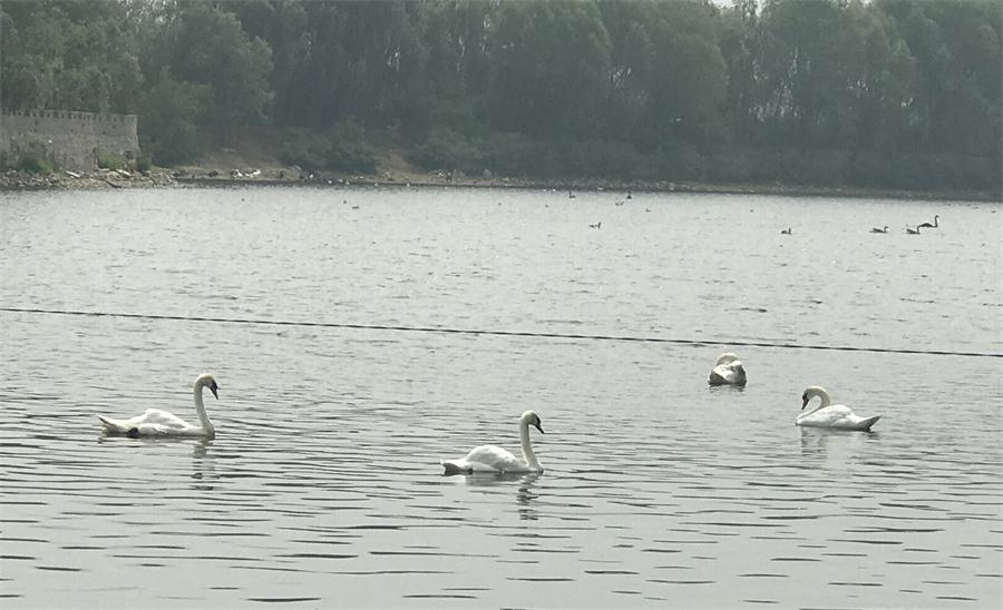 天鵝湖風景區(qū)（泰山）速覽！(圖18)