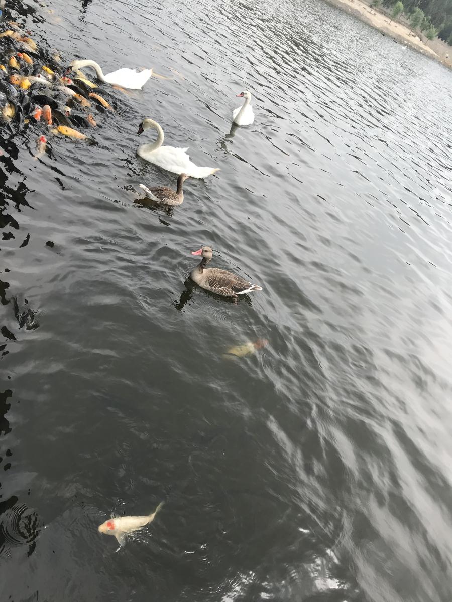 天鵝湖風景區(qū)（泰山）速覽！(圖17)