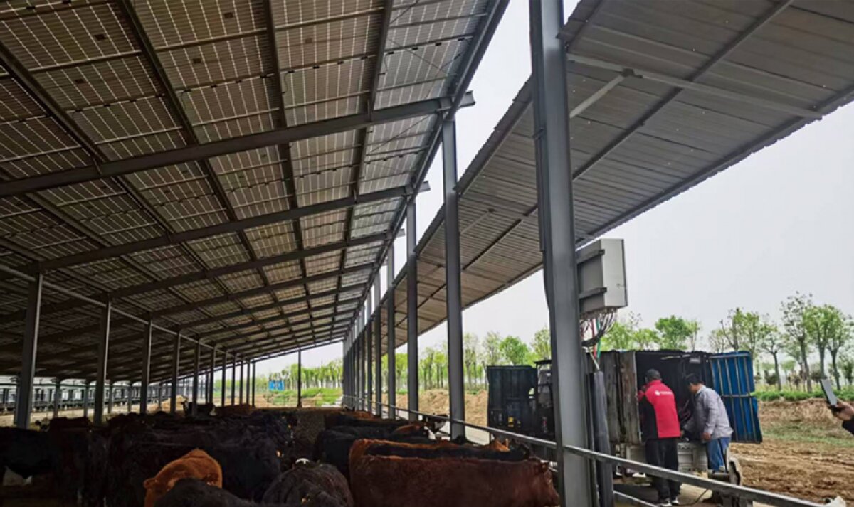 信橋鋼構(gòu)：打卡蒙陰農(nóng)業(yè)溫室大棚、青州黑牛養(yǎng)殖基地！(圖4)