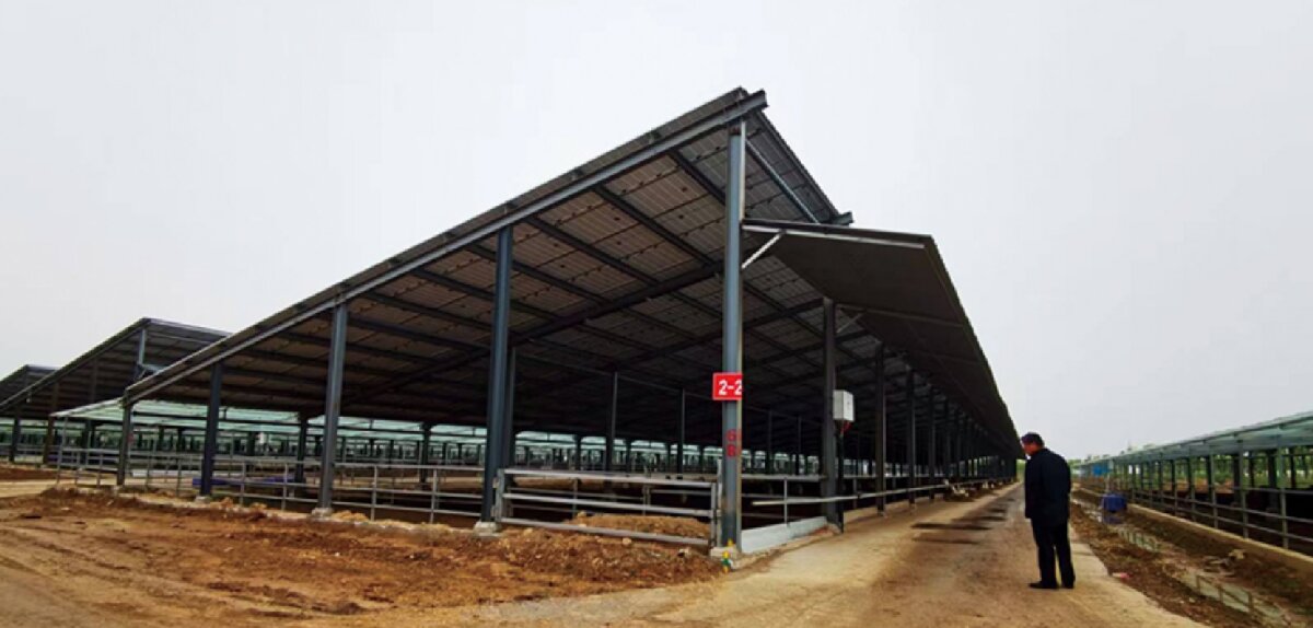 信橋鋼構(gòu)：打卡蒙陰農(nóng)業(yè)溫室大棚、青州黑牛養(yǎng)殖基地！(圖5)